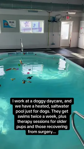 The perfect job doesn’t exi- 😭🐶 #RoadTo19M #Pubity #dogs  (Bubble Puppy Playhouse via ViralHog)