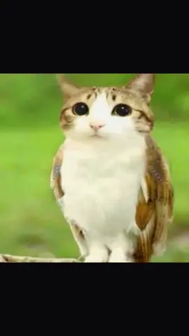 @˖ ࣪ ꉂ˙       Satoru.    ꩜ `` #meowl #newsoul #foryoupage #peak #New 