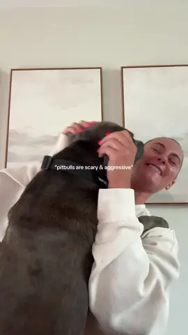 it’s the way he jumps on top of me while doing work, my 50 lb lap dog 😩😩🥰🥰🫂🫂 #pitbullsoftiktok #staffysoftiktok #staffordshirebullterrier 