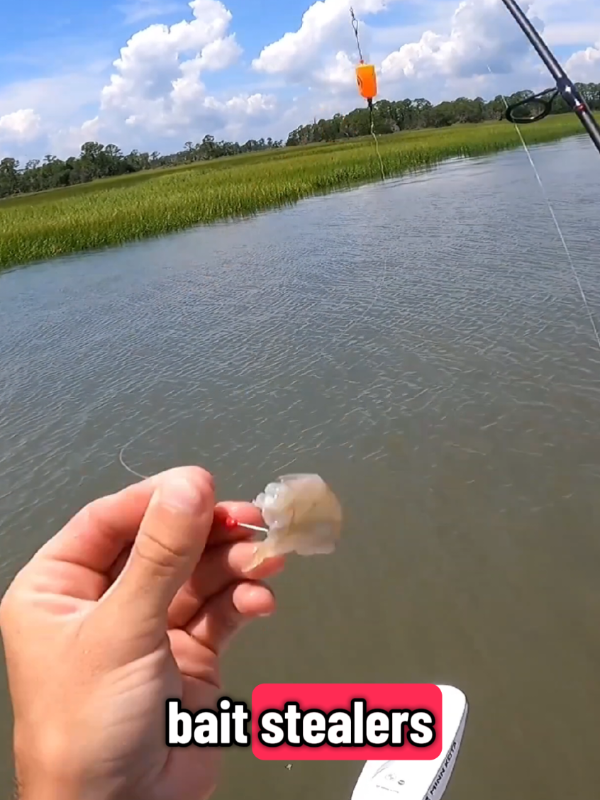 #fishing #fishtok #shrimp 