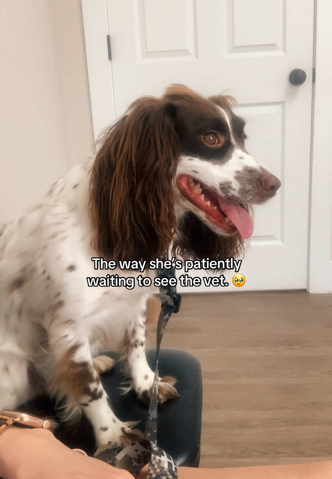 She’s just sitting there like a little person. 🥺 #dogsoftiktok #bellebelle🐶 #englishspringerspaniel #spanielsoftiktok #dogtok 