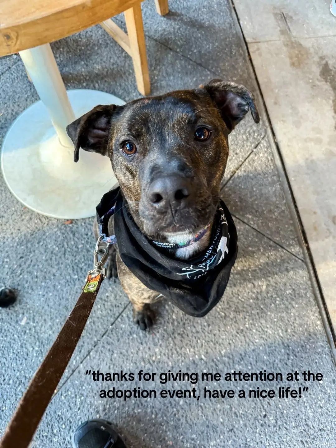 Best decision we ever made was unknowingly going to the brewery with the adoption event. We love you so much puppy! #puppy #fyp #dogsoftiktok #adoptdontshop 