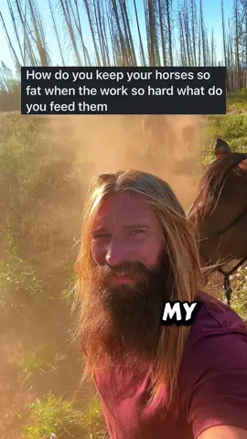 Horse nomad 101: how to feed/contain horses while they work full time. This is my personal method. There’s more to talk about especially with the actual picket line and any complications that may come with this containment method. My horses grew up on a picket line so it’s a rare occurrence for them to find trouble but it happens. Their lines can tangle around loose limbs, they can wrap themselves around a tree or bush. This is not a set it and forget it method. But it does allow me and my animals to have our own lives while periodically tending to eachothers basic needs. This is not a common way to live and my techniques are made from circumstances of living nomadic on horseback. #horseback #nomad #saddletramp #horses #containment 
