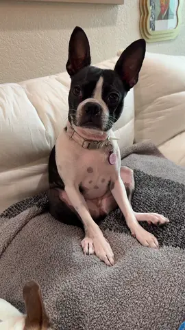 Anyone else have a dog that sits like a human? #dogsoftiktok #dog #dogs #bostonterrier #doglover 