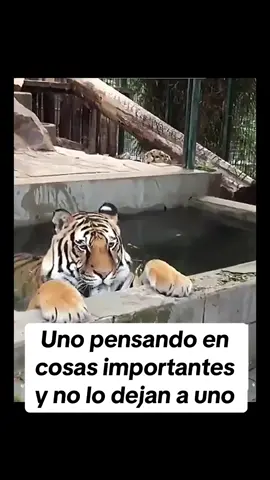 Que andaba haciendo en mayo… #comedia #doblaje #animals 