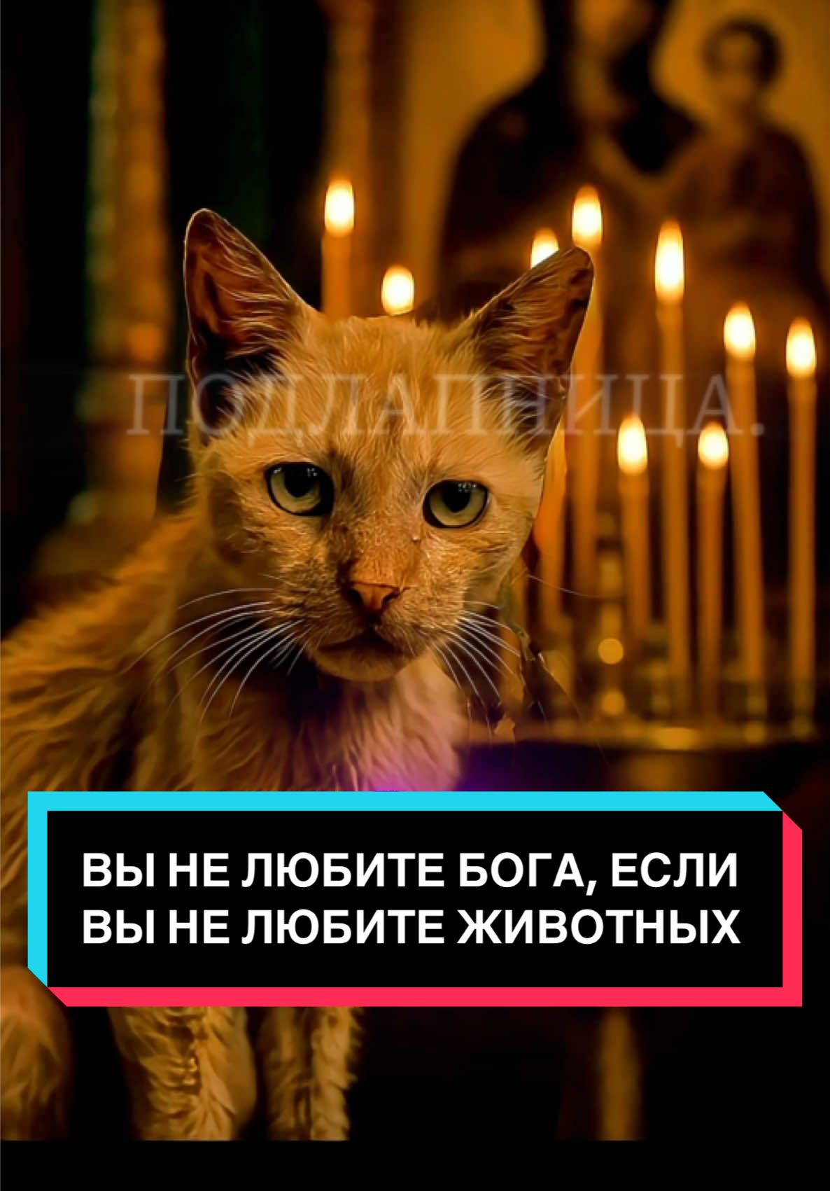 Вы можете накормить сотни бедных, построить храмы, произносить красивые речи. Но если вы брезгуете животными, гоните их, считаете ничтожеством — ваша доброта ложь. Человек, который отворачивается от Божьего создания, не может быть хорошим. #животные #вера #душа #человек #правда 