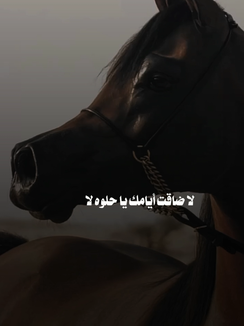 #أكسبلورر #أكسبلور_تيك_توك🌹🌹nora_norica #خيل_عربي_اصيل #خيل_عربي #خيل 