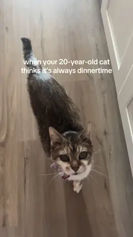 I just feed her whenever she wants at this point 😅 #fyp #seniorpet #seniorcat #catsoftiktok #cat #cats #PetsOfTikTok #pet #oldcat #dinner #trending