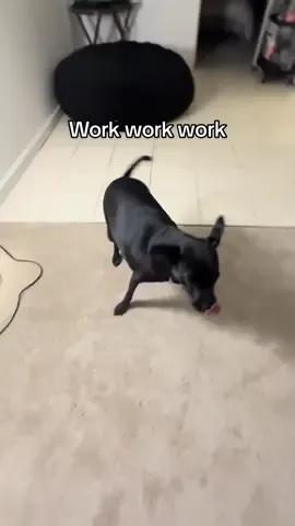 Breakfast dance 😛😛😛🙂‍↔️ go Rubie !! We are halfway to the weekend 🎉🎉🙂‍↔️ #fyp #dogsoftiktok #dog #dance #jerseyclub 
