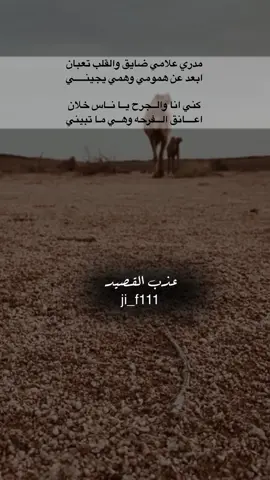 #عذب_القصيد #محمود_الجبلي #tiktokarab #قصيد #شعر 