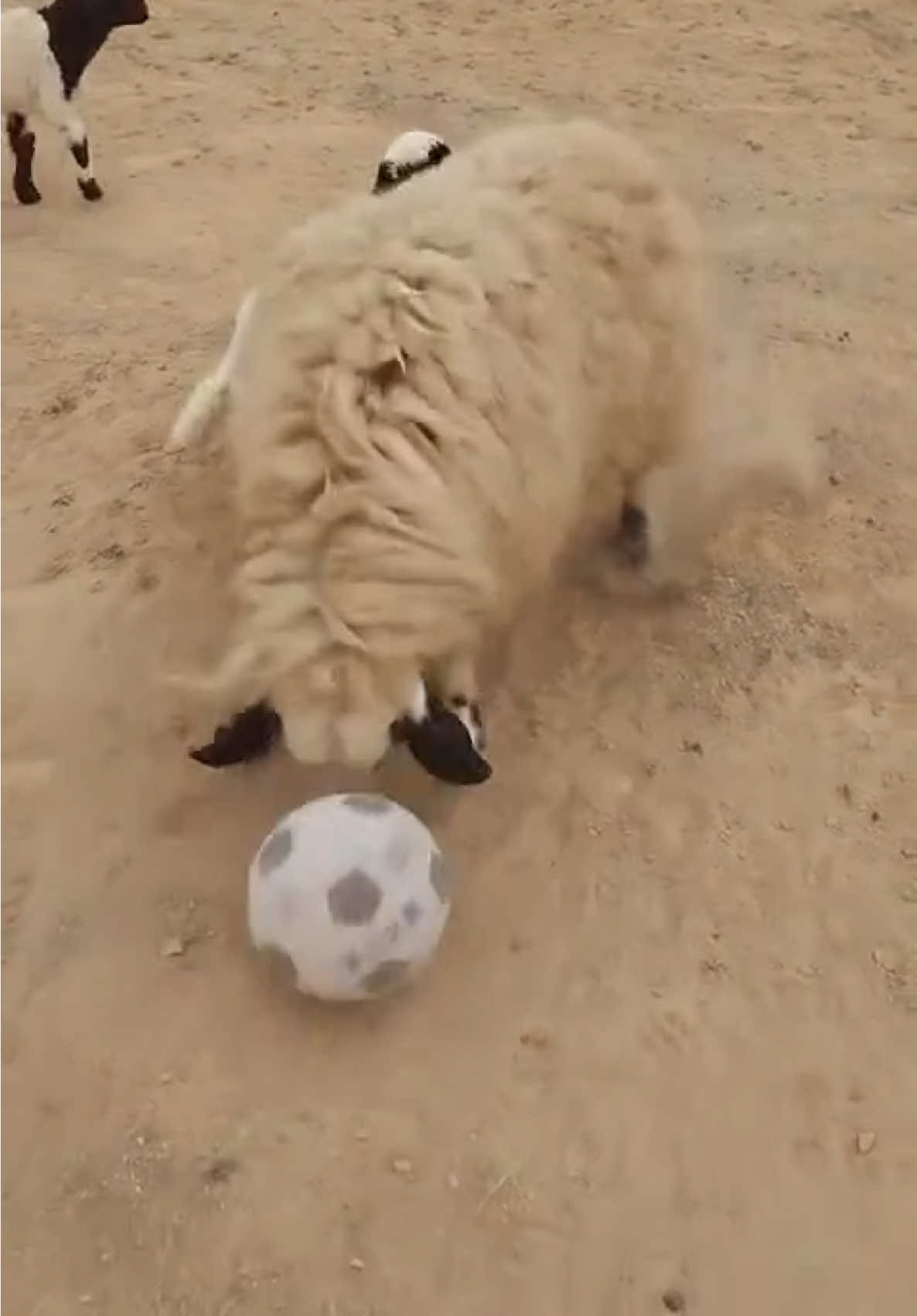 اذا طفشت عند الغنم ألعب معها كرة 😆 🐑 #غنم #خروف #كرة