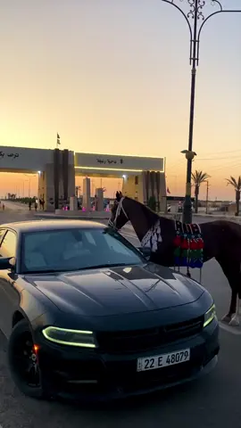 اهل ربيعة شرايكم بالفيد ..؟ البطل زيزوم#هاوي #ربيعه_ديار_شمر_العراق_اكسبلور #غروب_وخيل #خيل_وخياله🐎 #الشعب_الصيني_ماله_حل😂😂 
