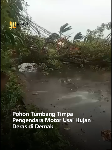 Hujan deras disertai angin kencang mengguyur Kabupaten Demak pada Selasa, 19 Agustus 2025. Di tengah kondisi cuaca ekstrem itu, sebuah pohon besar tumbang di perempatan Bulu Sari. Seorang pengendara motor nahas tertimpa pohon tersebut. Hingga saat ini, belum ada keterangan resmi terkait kondisi korban. Peristiwa ini menjadi peringatan bagi masyarakat untuk selalu waspada saat berkendara di tengah cuaca ekstrem. #fyp #viral #kecelakaan 