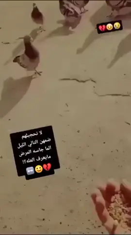 #وشوچني گضن شوچات وني 💔💔#زاجل_مسافات_طويلة #شعب_الصيني_ماله_حل😂😂 