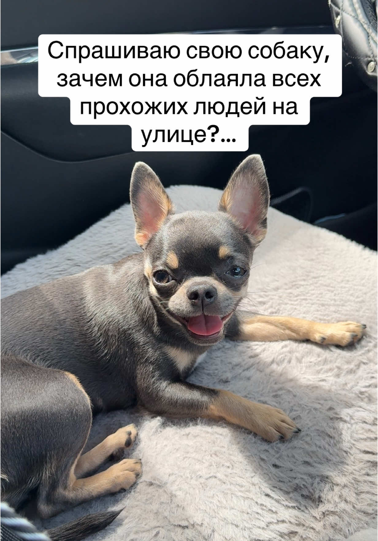Эта малышка предпочитает только членов семьи🤣❤️ Когда к ней  подходят погладить, она максимально этого не любит😁 #чихуахуа #chihuahua #aura #аура #recommendations 