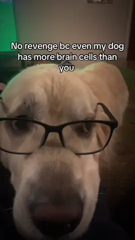 The smartest goodest boy in the world 