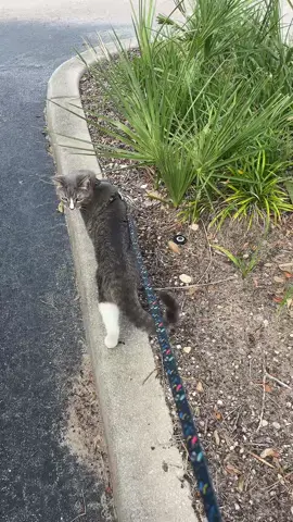 He decided to explore a new area today 😻 Also, enjoy my singing, I know it’s angelic isn’t it 😂😂😂 #cats #catparent #crazycatlady #walkingwithcats #florida
