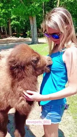 Be very careful of these animals.#funny #foryou #funnyvideos #viral #usa #fypシ #funnymoments #funnytiktok #cute #fyp #animal #funnyanimals 