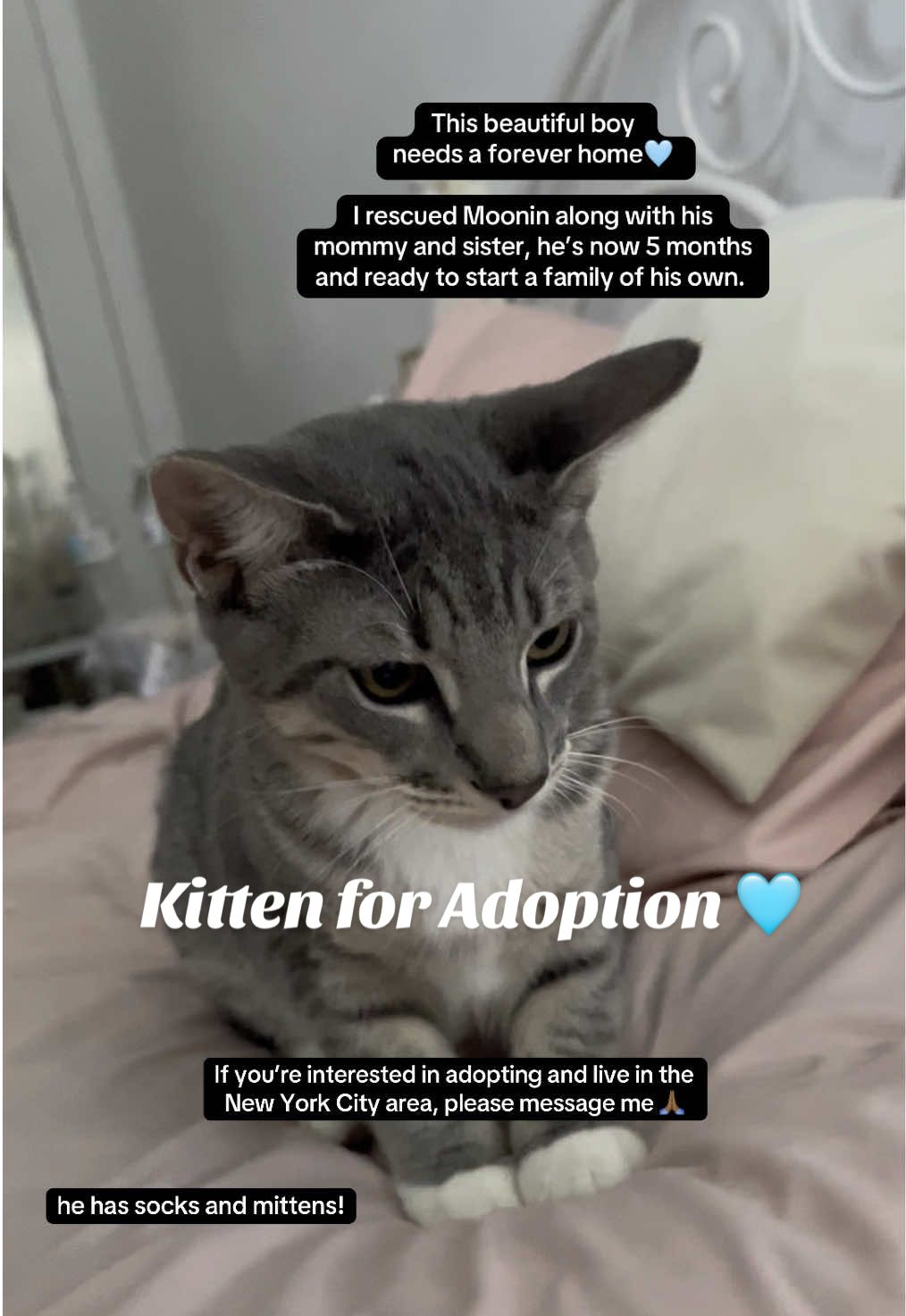 5 Month old Kitten for adoption! New York City area! Message me!  #kitten #kittensoftiktok #newyorkcity #adopt 