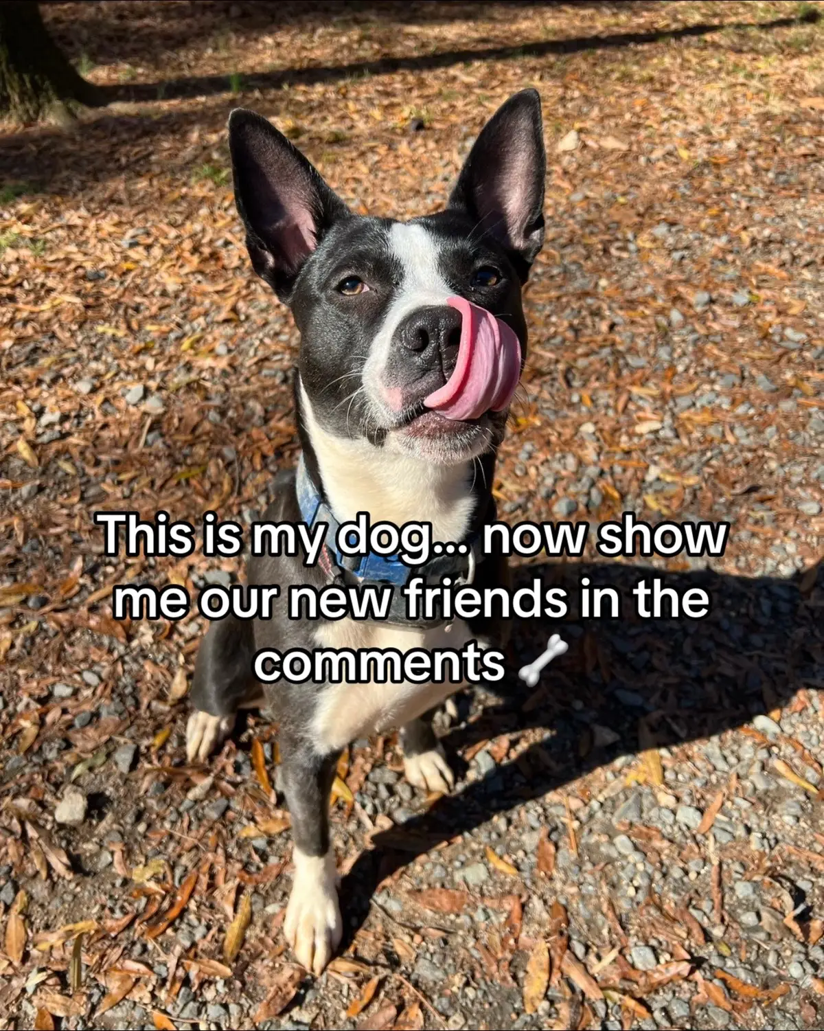 Show me your doggies 👀 #dogsoftiktok #pitbull #doggie #showmeyours #doglover 