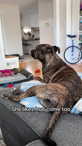 #fyp #dogtok #dogs #pitties #pitbulls 