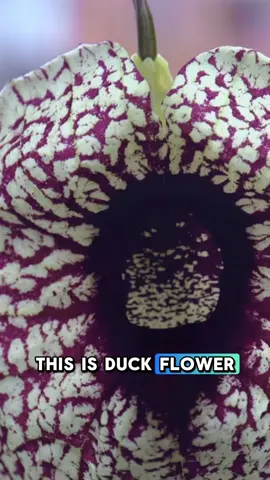 Detoxing with duck flower is very aggressive and can poison the liver and kidneys with Aristolochic acids. Not all purges are cleansing and don’t get adrenaline dumps mixed up with euphoria Detoxing should be a daily event where you are focusing on getting the toxins out faster than they are coming in rather than extreme purges for more guidance on how to detox properly send me a DM  #detox #cleanse #gutcleanse #duckflower 