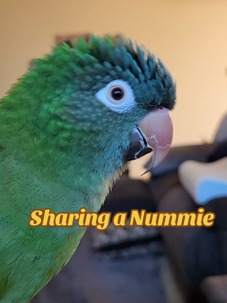 Sharing a Nummie #cutebirds #talkingbirds #birdsoftiktok #parrotsoftiktok #bird 