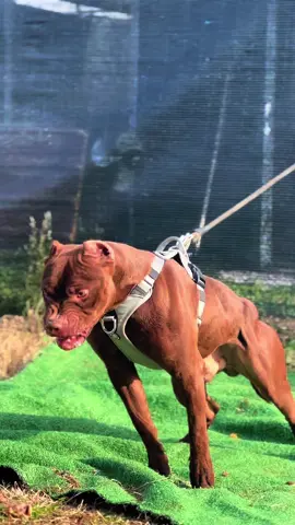 ⚠️ Important note: this video was NOT staged. The dogs ended up facing each other simply because they were playing tug of war. This is a good reminder of one key aspect of the APBT 👉 intraspecific aggression (dog-to-dog) can appear even in well-trained and well-managed dogs. That’s why anyone who owns this breed must be aware and should never let their guard down. The responsibility for proper management is always in the owner’s hands. 💡 Knowing both the strengths and weaknesses of the breed is the only real way to truly respect it. #viral #foryou #lavpitbull #lavpitbullusa #pitbull 