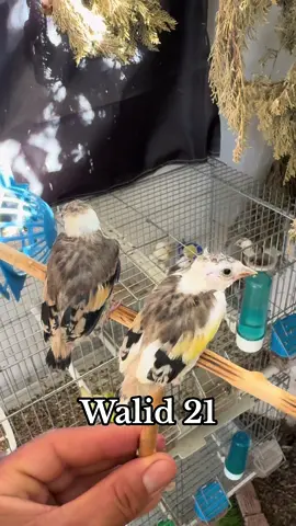 الحسون الجزائري 🕊️🫧