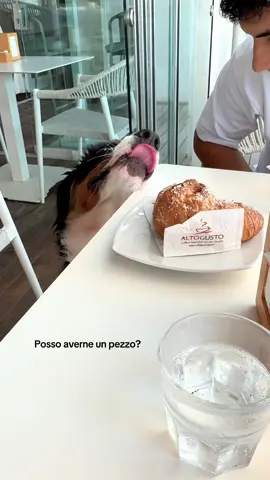 gradisci anche un cappuccino? #fyp#perte#bernese#bernesemountaindog#bovarodelbernese 