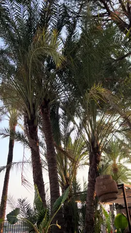 #palma #magalluf #drink #cocktail #nature #fyp 