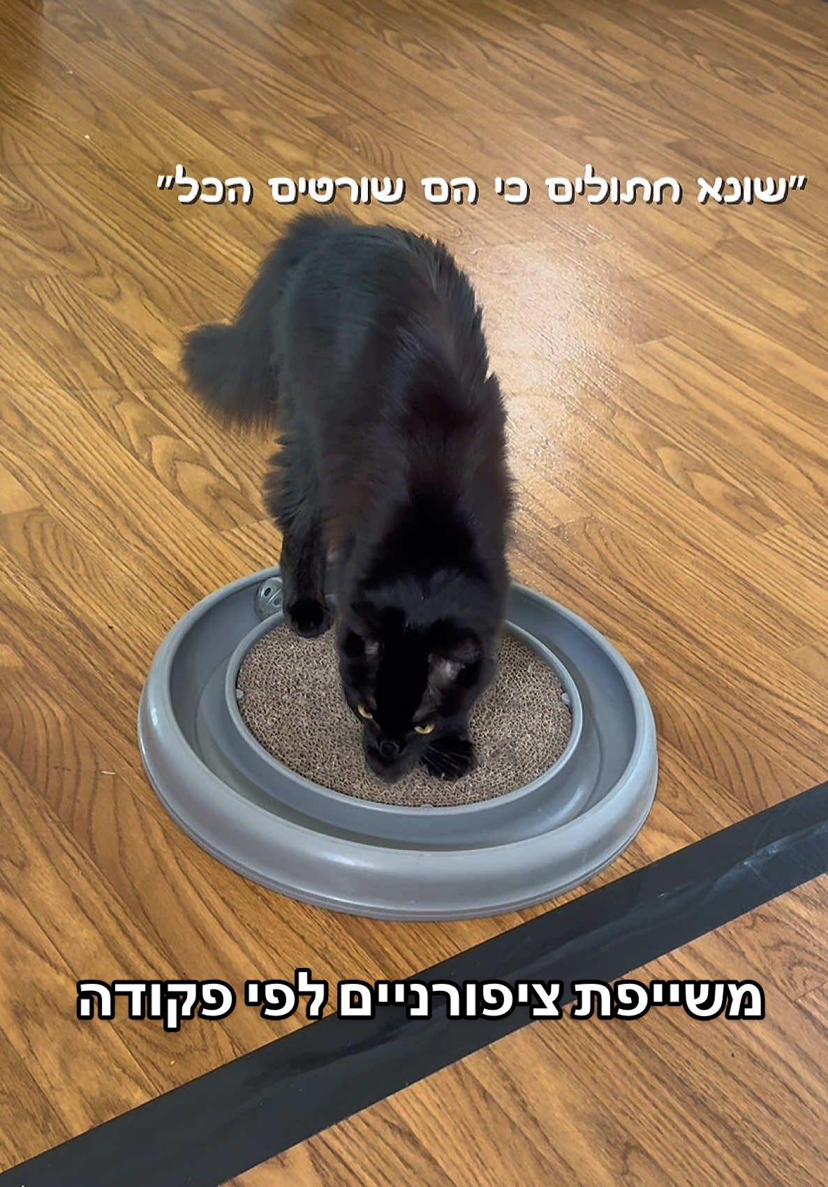 יש לכם רעיונות לעוד פקודות? #חתולים #ויראלי #командыкошки 