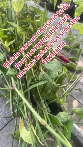 Muicle para ru te 