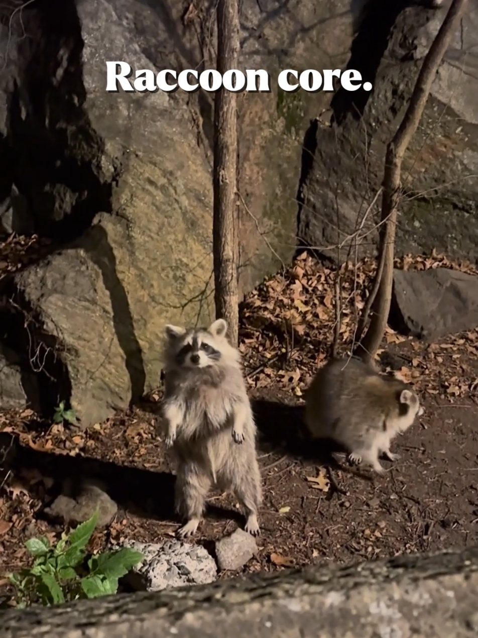 #foru #fyp #raccoon 