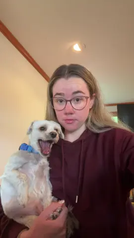 He’s a shivering, neglected puppy who went through a terrible tragedy and he’ll never let us forget it 😂 #dogmom #dogtok #dogsoftiktok #dogsoftiktokviral #puppytok 