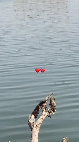 عباراتكم 💔. 