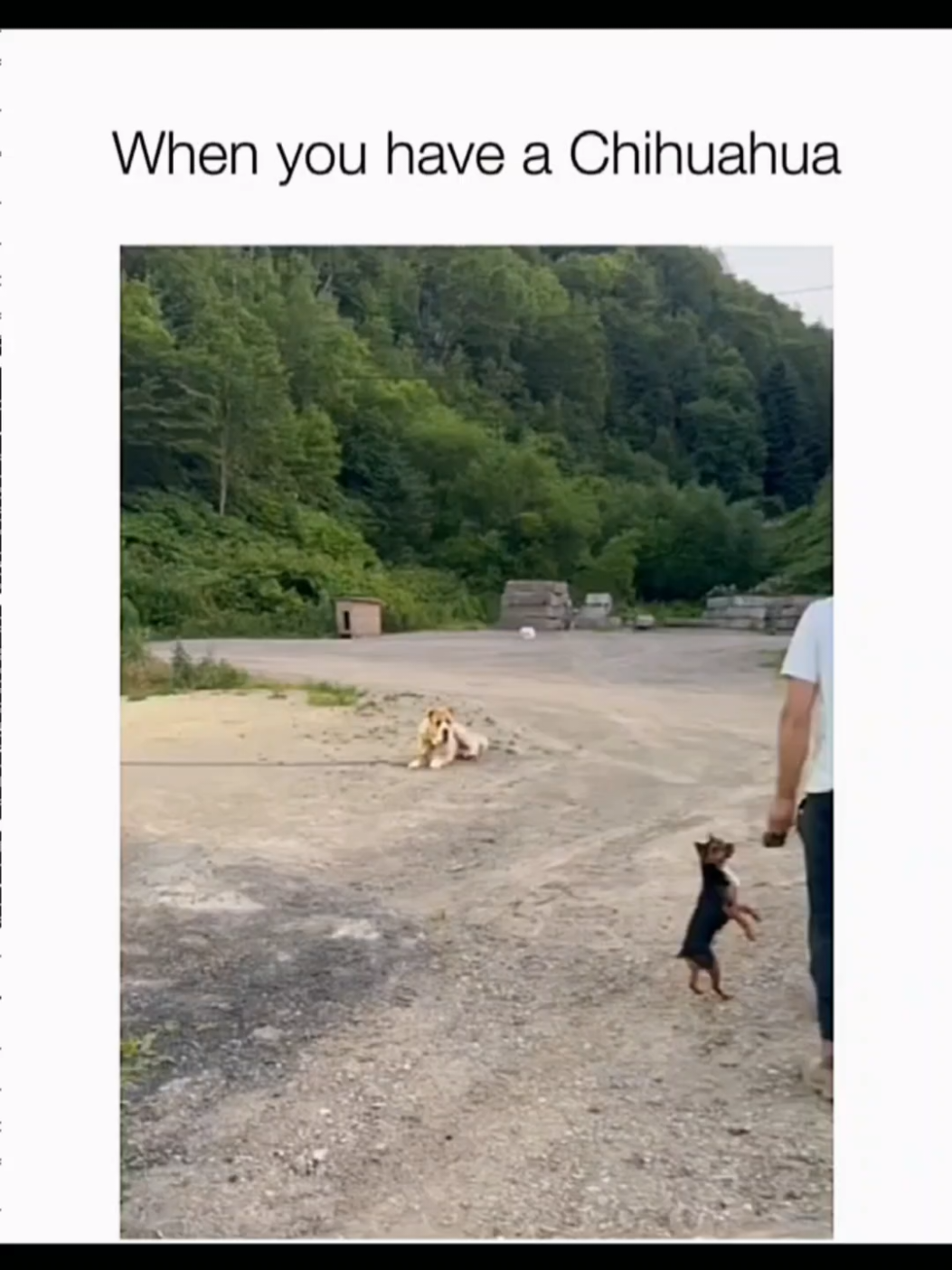 Funny and cute dogs compilation 🤣👀 #funnydog #funnypet #dogoftiktok #doglover #dog 