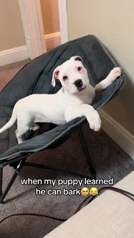 sometimes I miss the puppy shenanigans but he’s grown into such a great dog 🫶🏼🥹🐾 #puppy #pitbull #dogmom #Love #puppylove 