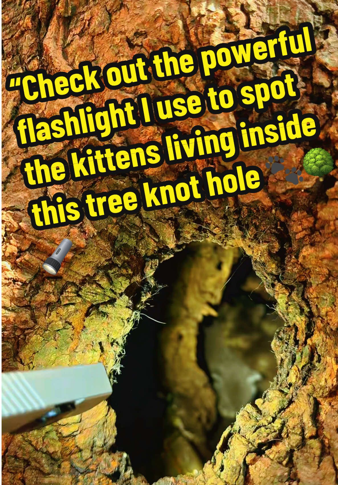 “Check out the powerful flashlight I use to spot the kittens living inside this tree knot hole 🐾🌳🔦 Bright, durable, and compact — perfect for exploring, outdoor adventures, or just finding hidden surprises in the dark!” #FlashlightFinds #OutdoorGear #EverydayCarry  #CoolGadgets#ClimaQuenteCabeçaFria 
