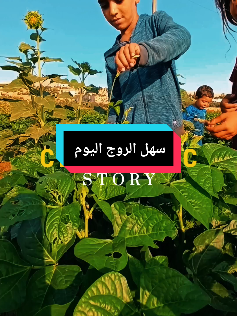 من خيرات سهل الروج البطيخ الاصفر عدنا بفيديوهات جديدة 😊😊 