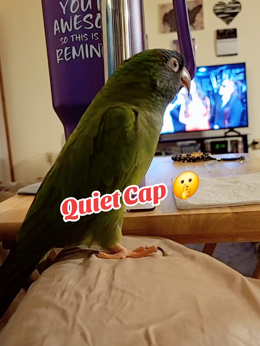 Quiet Cap 🤫 #talkingbirds #cutebirds #birdsoftiktok #parrotsoftiktok #bird 