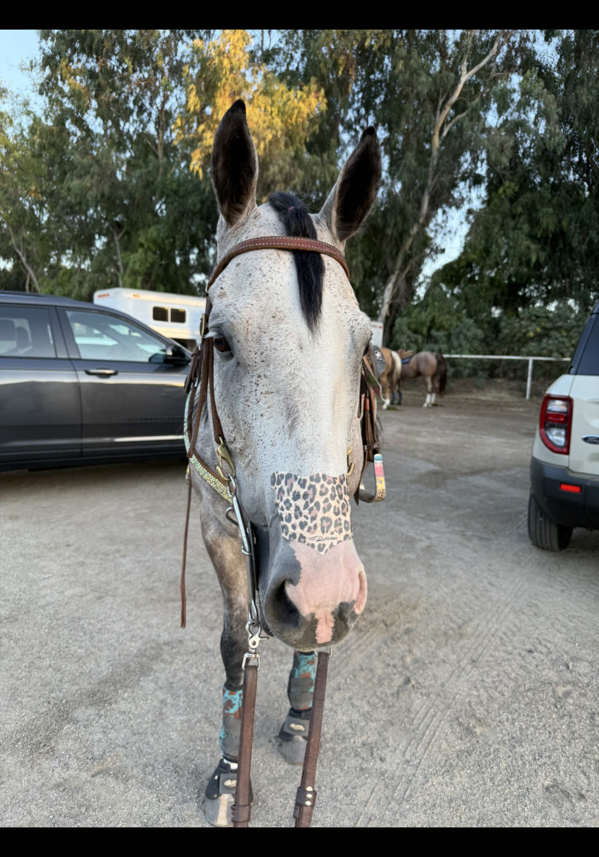 Dokie ready for Vegas 14’s club  🔥🎰 #fypシ #viralvideo #barrelracer 