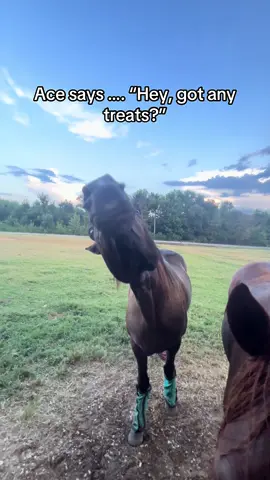 Ace loves his TikTok friends and wanted to say HELLO to everyone!!! #♠️♠️ACE #TNWH #Rescuehorse #fypage 
