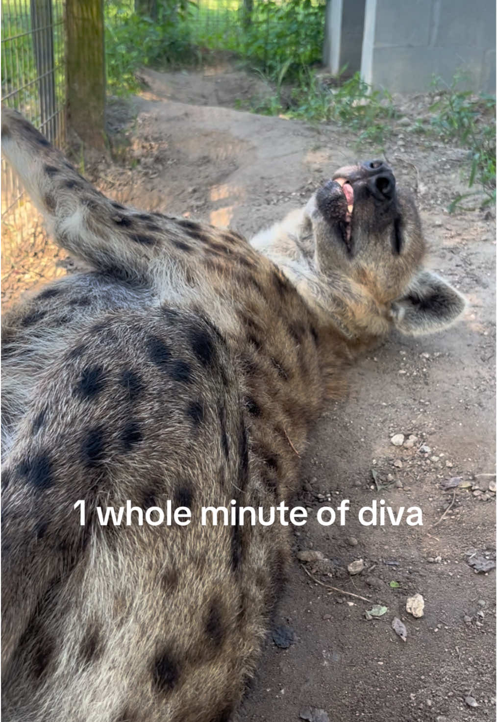 I’m obsessed with him yall #hyena #diva #zookeeper #zoolife #hyenas 