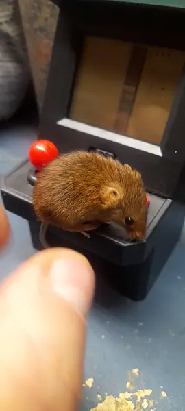 Mr jingles on his games machine 