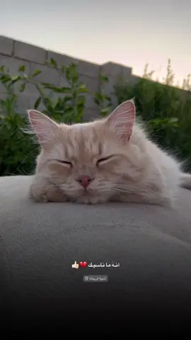 آنـهَ ما ناسيـك 💔👍🏻 #تصويري_احترافي_الاجواء👌🏻🕊😴 #قطط #عبارات #اقتباسات #cat #عباراتكم_الفخمه📿📌 #تصويري📸 #اكسبلور #الانبار_موصل_بغداد_اربيل_كل_المحافظات 