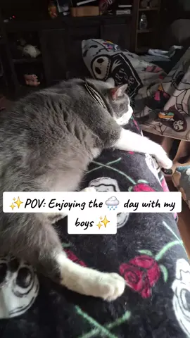 My boys relaxing with Mama 🥰🐈‍⬛🐕💙 #catsoftiktok #dogsoftiktok #rainyday #relaxing #mamasboys