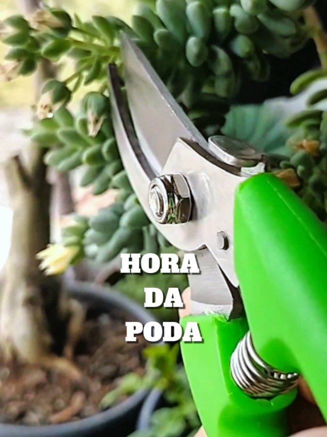 E aí, vocês cortam ou deixam as flores da suculenta?  #suculentas #cuidadoscomplantas  #suculentasbrasil #jardimemcasa  