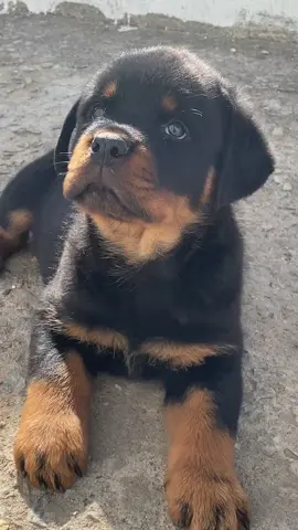 #canilbrasaonegro #rotterdam #rottweilersoftiktok #fyyyyyyyyyyyyyyyy #rottweilerlife 