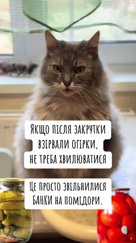 Консервація #консерваціяназиму #огірки #помідори #закруткиназиму #мемиукраїнською #жартиукраїнською #кітблогер 
